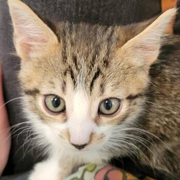Woody -  Domestic Short Hair Cat for Adoption in Pleasanton, California - Woody | PetCurious