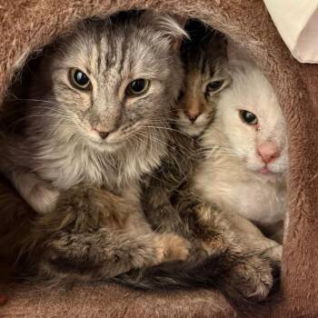 Domestic Long Hair Cats Available for Adoption in Flagstaff, Arizona - Salt - Gentle And Shy | PetCurious