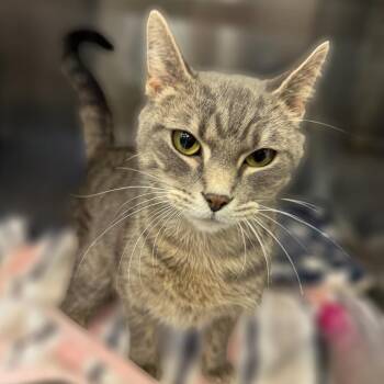 Domestic Short Hair Cats Available for Adoption - Kaya | PetCurious