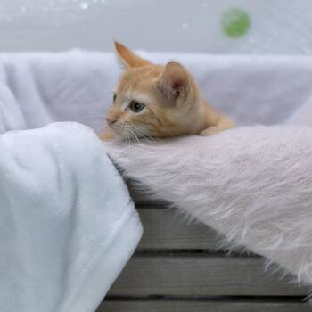 Zephyr-C -  Domestic Short Hair Cat for Adoption in East St. Louis, Illinois - Zephyr-C | PetCurious