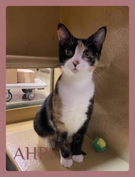 AHRI -  Calico Cat for Adoption in Lawton, Oklahoma - AHRI | PetCurious