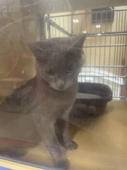 Blue (GFRCC) -  Domestic Short Hair Cat for Adoption in Metamora, Illinois - Blue (GFRCC) | PetCurious