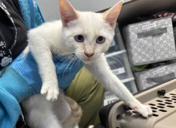 Domestic Short Hair Cats Available for Adoption - Strike A Pose | PetCurious