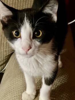 Sentry -  Domestic Short Hair Cat for Adoption in Cromwell, Kentucky - Sentry | PetCurious
