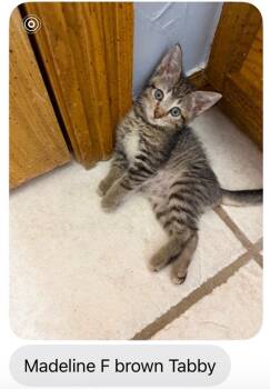 Madeline -  Domestic Short Hair Cat for Adoption in Mustang, Oklahoma - Madeline | PetCurious