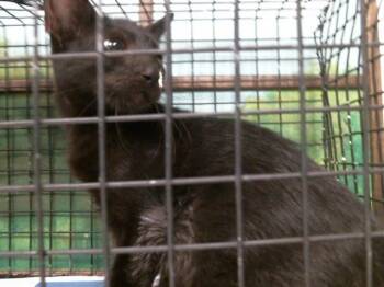 A2091369 -  Domestic Short Hair Cat for Adoption in Houston, Texas - A2091369 | PetCurious