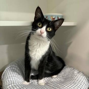 Rescue Domestic Short Hair and Tuxedo Cats for Adoption in Penn Yan, New York - Ambrose | PetCurious