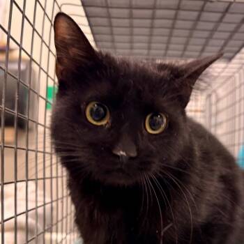 Domestic Short Hair Cats Available for Adoption in Las Cruces, New Mexico - 105831 | PetCurious