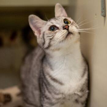 Domestic Medium Hair Cats Available for Adoption - Sardine | PetCurious