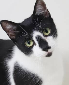 Bizzy will make biscuits all day long - LOVER CUDDLER - CAN BE S -  Turkish Van Cat for Adoption in Bedford Hills, New York - Bizzy Will Make Biscuits All Day Long - LOVER CUDDLER - CAN BE S | PetCurious