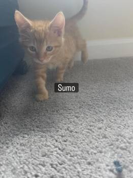 Sumo -  Domestic Short Hair Cat for Adoption in Charleston, South Carolina - Sumo | PetCurious