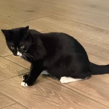 Spicy (PM) -  American Shorthair Cat for Adoption in Schertz, Texas - Spicy (PM) | PetCurious