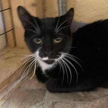 Rescue Tuxedo and Domestic Short Hair Cats for Adoption in Shippenville, Pennsylvania - Jo Polniaczek | PetCurious