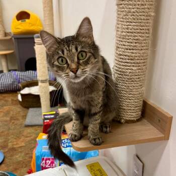 Rescue Domestic Medium Hair Cats for Adoption in Miami Beach, Florida - Aba | PetCurious