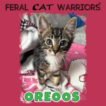 Oreoos -  Domestic Short Hair Cat for Adoption in Kingman, Arizona - Oreoos | PetCurious