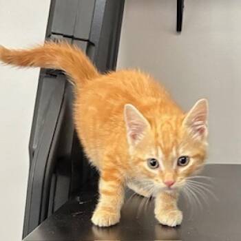 Rescue Domestic Short Hair Cats for Adoption in Jeffersonville, Indiana - Leo | PetCurious