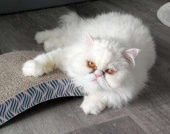 Tilly -  Persian Cat for Adoption in Valparaiso, Indiana - Tilly | PetCurious