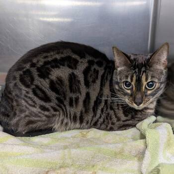 Bengal Cats Available for Adoption - DAKOTA | PetCurious