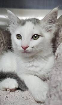 LUCY -  Domestic Medium Hair Cat for Adoption in Santa Cruz, California - LUCY | PetCurious