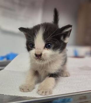 Gluttony -  Domestic Short Hair Cat for Adoption in Fresno, California - Gluttony | PetCurious