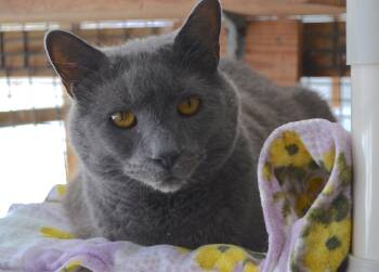 Domestic Short Hair Cats Available for Adoption - Hellion | PetCurious