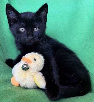 Queenie -  Domestic Short Hair Cat for Adoption in Hood River, Oregon - Queenie | PetCurious