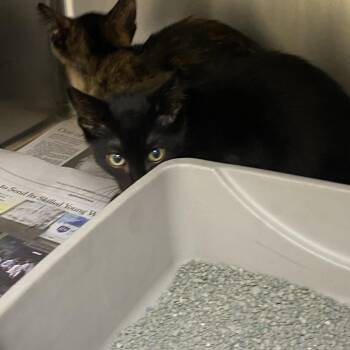 Emmett -  Domestic Short Hair Cat for Adoption in Winston-salem, North Carolina - Emmett | PetCurious