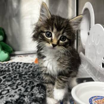 Megaphone -  Domestic Medium Hair Cat for Adoption in Decatur, Georgia - Megaphone | PetCurious