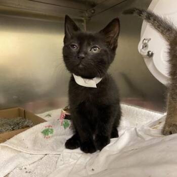 Bicycle -  Domestic Short Hair Cat for Adoption in Richmond, Virginia - Bicycle | PetCurious