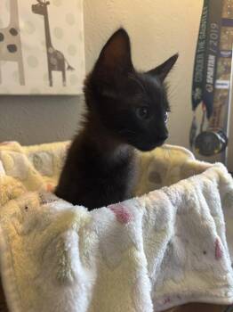 Mr. Peanut N -  Domestic Short Hair Cat for Adoption in Dallas, Texas - Mr. Peanut N | PetCurious