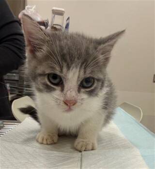 MEOWTH -  Domestic Short Hair Cat for Adoption in Baytown, Texas - MEOWTH | PetCurious