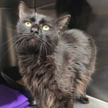 Domestic Long Hair Cats Available for Adoption in Spokane, Washington - Mullberry | PetCurious