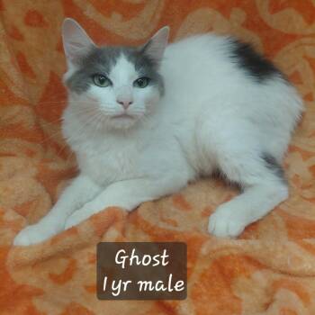 Ghost -  Domestic Short Hair Cat for Adoption in New Tazewell, Tennessee - Ghost | PetCurious