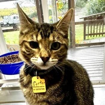 Porter - Affectionate and Fun -  Tabby Cat for Adoption in Hoquiam, Washington - Porter - Affectionate And Fun | PetCurious