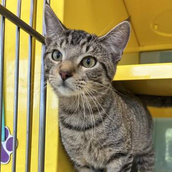 Domestic Medium Hair Cats Available for Adoption - Stevie | PetCurious