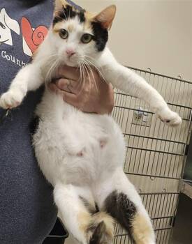POLENTA -  Domestic Short Hair Cat for Adoption in Aliquippa, Pennsylvania - POLENTA | PetCurious