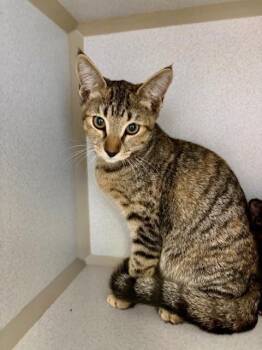 Gilly -  Domestic Short Hair Cat Available for Adoption in Winter Haven, Florida - Gilly | PetCurious