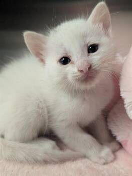 Rescue Domestic Short Hair Cats for Adoption in Dallas, Texas - PINK WHITNEY | PetCurious