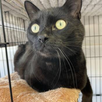 Domestic Short Hair Cats Available for Adoption - Toothless | PetCurious