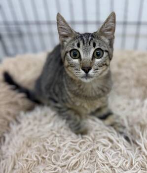 KJ -  Domestic Short Hair Cat for Adoption in Sonora, California - KJ | PetCurious