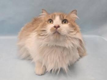 Orangy -  Domestic Long Hair Cat for Adoption in Minneapolis, Minnesota - Orangy | PetCurious