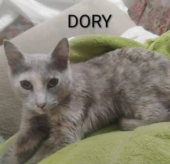 Domestic Short Hair Cats Available for Adoption in Groveland, Massachusetts - Dory | PetCurious