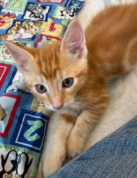 Charles -  Tabby and Domestic Short Hair Cat for Adoption in Campbell, California - Charles | PetCurious