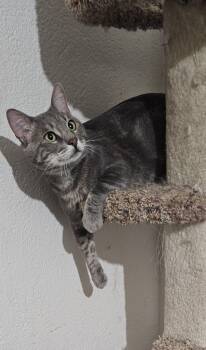 Korat and Dilute Tortoiseshell Cats Available for Adoption in Burbank, California - Tiberias  | PetCurious