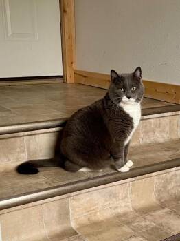 Domestic Short Hair Cats Available for Adoption in Rice Lake, Wisconsin - Boots | PetCurious