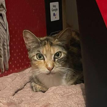Penelope -  Domestic Short Hair Cat for Adoption in Valdosta, Georgia - Penelope | PetCurious