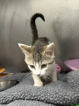 Tsula -  Domestic Medium Hair and Domestic Short Hair Cat for Adoption in Fort Worth, Texas - Tsula | PetCurious