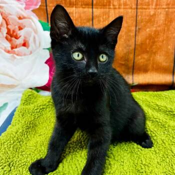 Ace -  Domestic Short Hair Cat for Adoption in Lebanon, Missouri - Ace | PetCurious