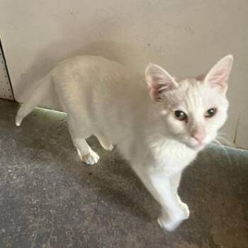 Snowflake -  Domestic Short Hair Cat for Adoption in Los Angeles, California - Snowflake | PetCurious
