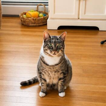 Winston -  Domestic Short Hair and Mixed Breed Cat for Adoption in Hopkinton, Massachusetts - Winston | PetCurious